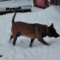 Belgian Malinois Puppies, a male Belgian Malinois for sale in Hickory, NC – Photo 9 of 9