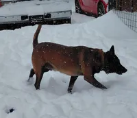 Belgian Malinois Puppies, a male Belgian Malinois for sale in Hickory, NC – Photo 9 of 9