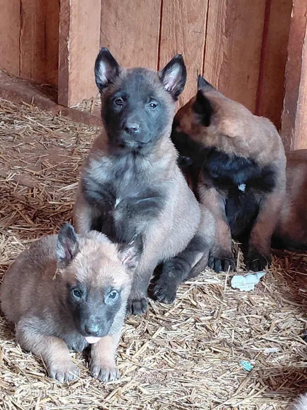 Belgian Malinois Puppies