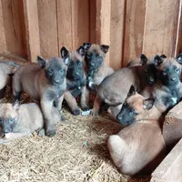 Belgian Malinois Puppies, a male Belgian Malinois for sale in Hickory, NC – Photo 3 of 9