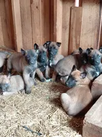 Belgian Malinois Puppies, a male Belgian Malinois for sale in Hickory, NC – Photo 3 of 9