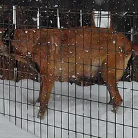 Belgian Malinois Puppies, a male Belgian Malinois for sale in Hickory, NC – Photo 7 of 9