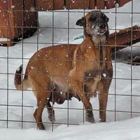 Belgian Malinois Puppies, a male Belgian Malinois for sale in Hickory, NC – Photo 6 of 9