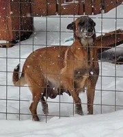 Belgian Malinois Puppies, a male Belgian Malinois for sale in Hickory, NC – Photo 6 of 9