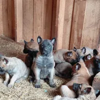 Belgian Malinois Puppies, a male Belgian Malinois for sale in Hickory, NC – Photo 4 of 9