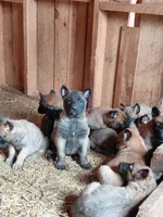 Belgian Malinois Puppies, a male Belgian Malinois for sale in Hickory, NC – Photo 4 of 9