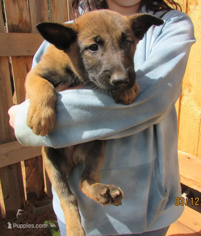Male , a male Belgian Malinois for sale in Hickory, NC – Photo 1 of 1
