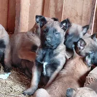 Female, a female Belgian Malinois for sale in Hickory, NC – Photo 1 of 4