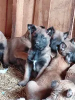 Female, a female Belgian Malinois for sale in Hickory, NC – Photo 1 of 4