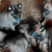 Female, a female Belgian Malinois for sale in Hickory, NC – Photo 3 of 4