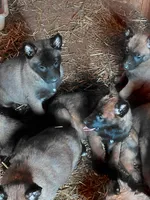 Female, a female Belgian Malinois for sale in Hickory, NC – Photo 3 of 4