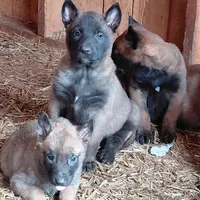 Female, a female Belgian Malinois for sale in Hickory, NC – Photo 2 of 4