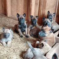 Female, a female Belgian Malinois for sale in Hickory, NC – Photo 4 of 4