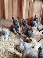 Female, a female Belgian Malinois for sale in Hickory, NC – Photo 4 of 4