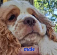 Freckles, a male Cocker Spaniel for sale in Irondale, MO – 4 of 6