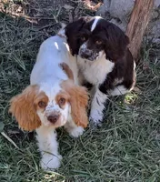 Freckles, a male Cocker Spaniel for sale in Irondale, MO – 3 of 6