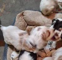 Dottie, a female Cocker Spaniel for sale in Irondale, MO – 4 of 4