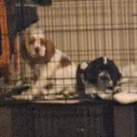 Freckles, a male Cocker Spaniel for sale in Irondale, MO – 5 of 6