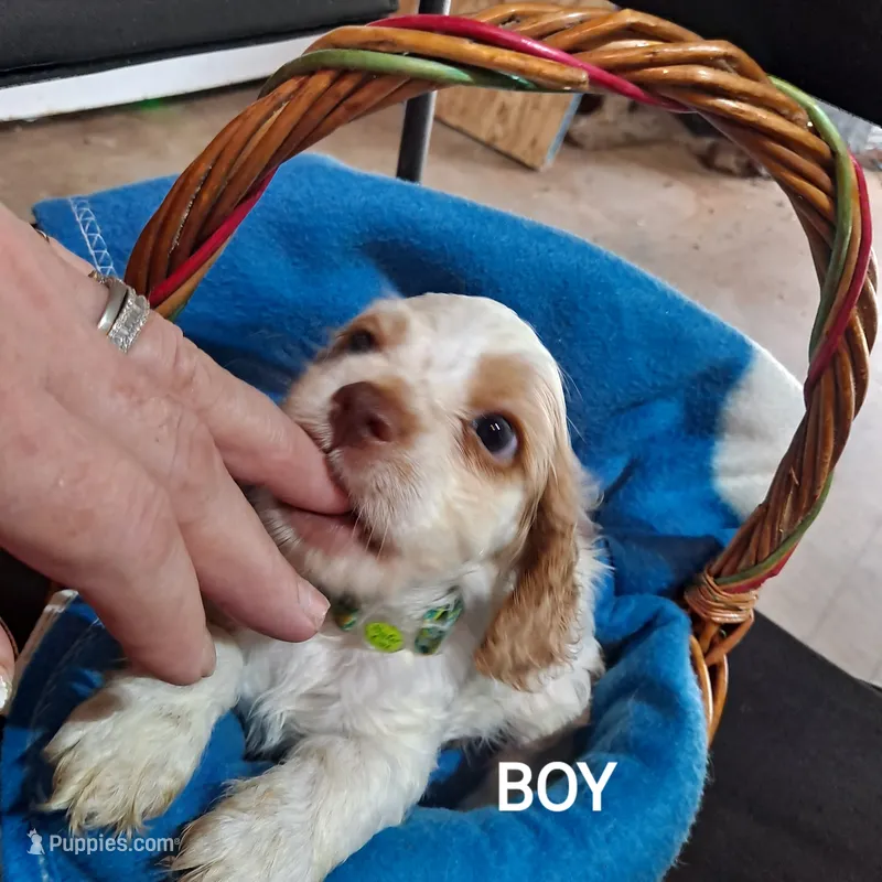 FRECKLES  – Cocker Spaniel puppy for sale in Irondale, MO