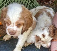 Dottie, a female Cocker Spaniel for sale in Irondale, MO – 3 of 4