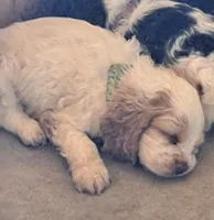 FRECKLES , a male Cocker Spaniel for sale in Irondale, MO – 3 of 6