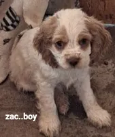 FRECKLES , a male Cocker Spaniel for sale in Irondale, MO – 2 of 6