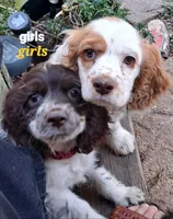 Gidget, a female Cocker Spaniel for sale in Irondale, MO – 2 of 4