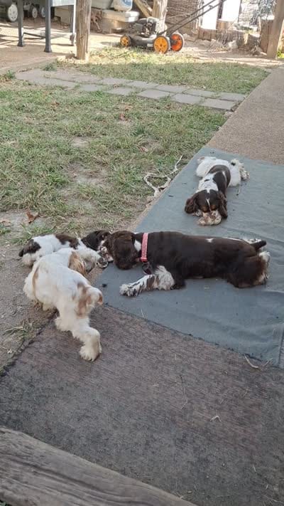 Freckles, a male Cocker Spaniel for sale in Irondale, MO – 6 of 6