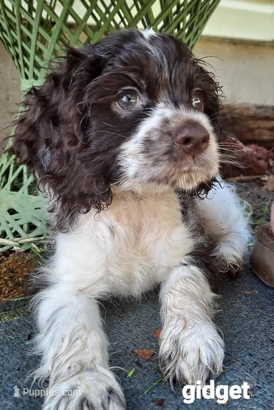 Gidget – Cocker Spaniel puppy for sale in Irondale, MO
