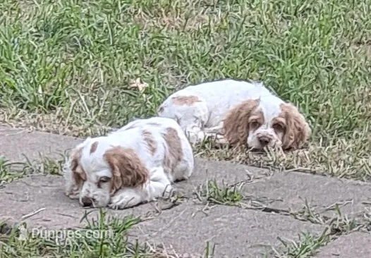 Dottie – Cocker Spaniel puppy for sale in Irondale, MO