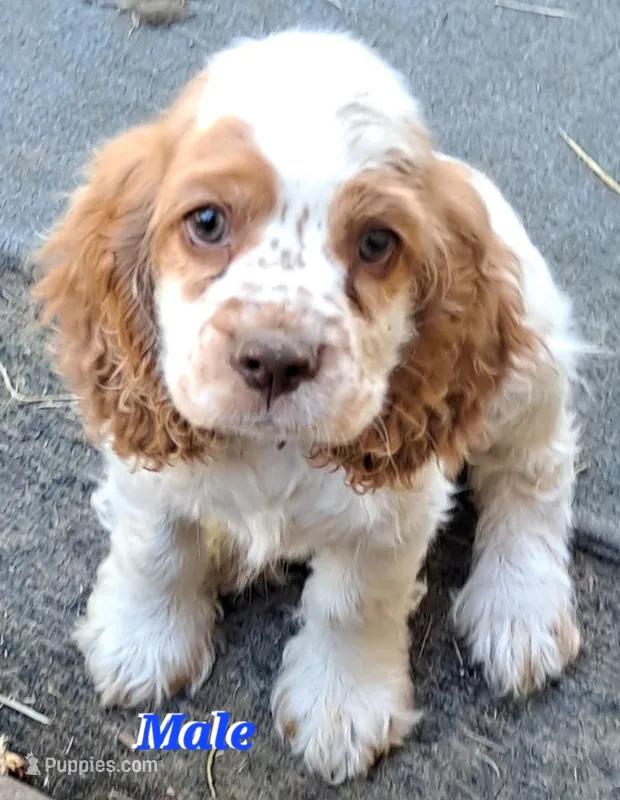 FRECKLES  – Cocker Spaniel puppy for sale in Irondale, MO