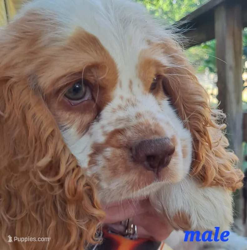 Freckles – Cocker Spaniel puppy for sale in Irondale, MO