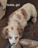 Dottie, a female Cocker Spaniel for sale in Irondale, MO – 1 of 4
