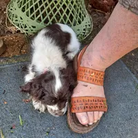 Gidget, a female Cocker Spaniel for sale in Irondale, MO – 3 of 4