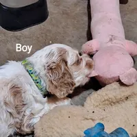FRECKLES , a male Cocker Spaniel for sale in Irondale, MO – 4 of 6
