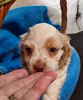 FRECKLES , a male Cocker Spaniel for sale in Irondale, MO – 5 of 6