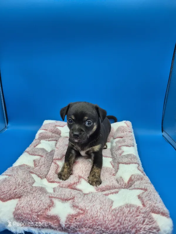 Smokey, a male Chihuahua for sale in Liberty, MS – 1 of 7