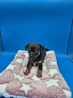 Smokey, a male Chihuahua for sale in Liberty, MS – 1 of 7