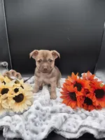 Smokey, a male Chihuahua for sale in Liberty, MS – 3 of 8