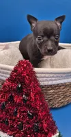 Ozzie , a male Chihuahua for sale in Liberty, MS – 7 of 10
