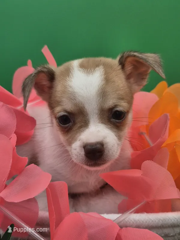 Lilly  – Chihuahua puppy for sale in Liberty, MS