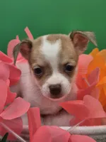 Lilly , a female Chihuahua for sale in Liberty, MS – 1 of 9