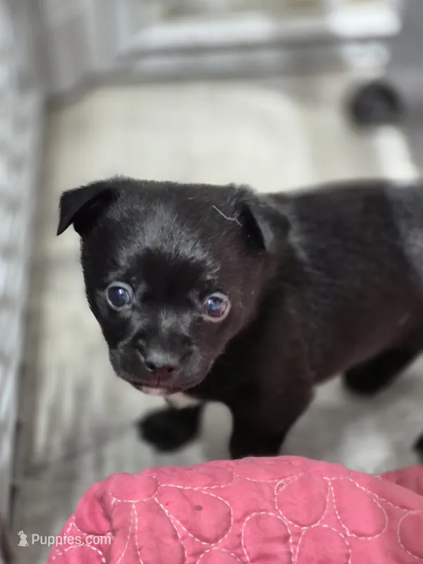 Black Jack – Chihuahua puppy for sale in Liberty, MS
