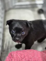 Black Jack, a male Chihuahua for sale in Liberty, MS – 8 of 8