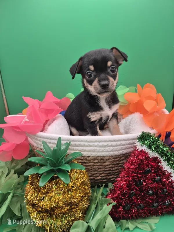 Bear – Chihuahua puppy for sale in Liberty, MS