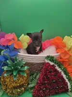 Chase , a male Chihuahua for sale in Liberty, MS – 9 of 10