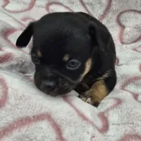 Shadow, a male Chihuahua for sale in Liberty, MS – Photo 1 of 5