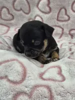 Shadow, a male Chihuahua for sale in Liberty, MS – Photo 3 of 5