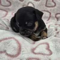 Shadow, a male Chihuahua for sale in Liberty, MS – Photo 2 of 5