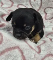 Shadow, a male Chihuahua for sale in Liberty, MS – Photo 4 of 5